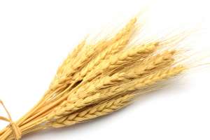 Купить пшеницу - фото