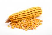кукуруза на зерно